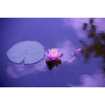 7a-lotus plant-5549166-65031.webp